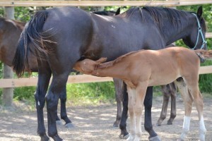 photos-chevaux-3070-2-300x200