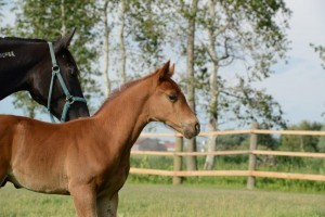 photos-chevaux-3326-300x200