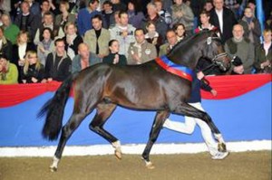 stallion-for-romance-01