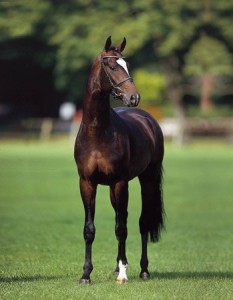Sir_Donnerhall_Stand